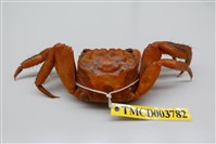 藏品(中型東方蟹)的圖片